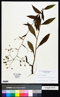 Hieracium paniculatum image