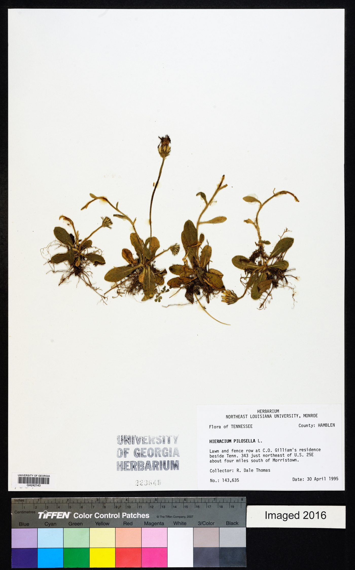 Hieracium pilosella image