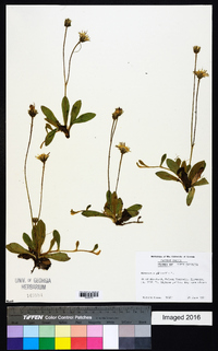 Hieracium pilosella image