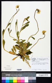 Hieracium pilosella image