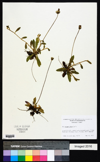 Hieracium pilosella image