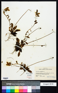 Hieracium pilosella image