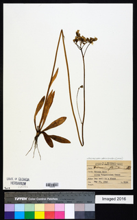 Hieracium piloselloides image