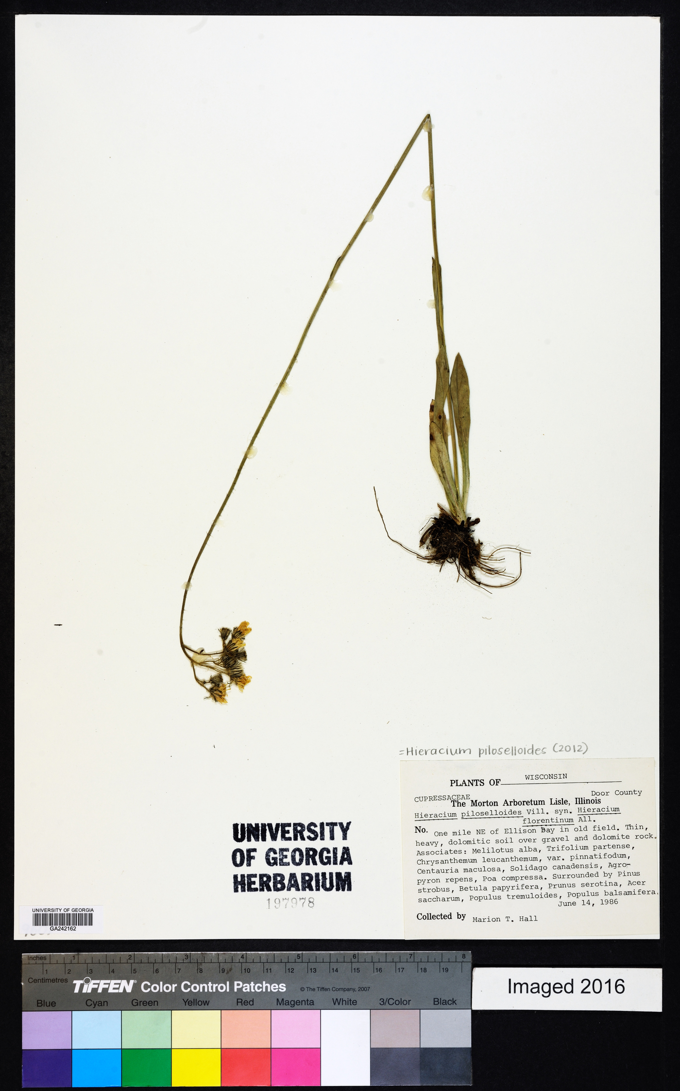 Hieracium piloselloides image