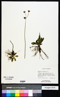 Hieracium caespitosum image