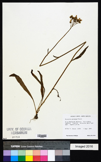 Hieracium caespitosum image