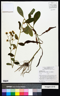 Hieracium scabrum var. scabrum image