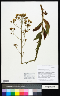 Hieracium scouleri image