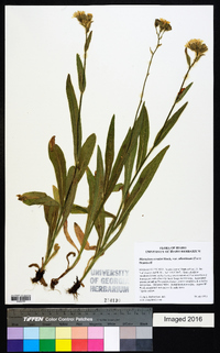 Hieracium scouleri image