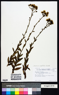 Hieracium umbellatum image