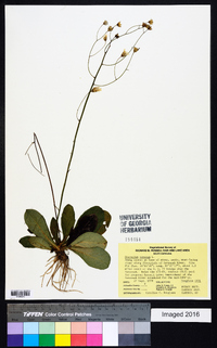 Hieracium venosum image