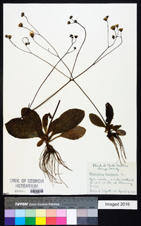 Hieracium venosum image