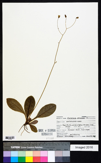 Hieracium venosum image