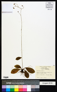 Hieracium venosum image