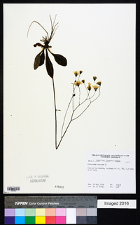 Hieracium venosum image