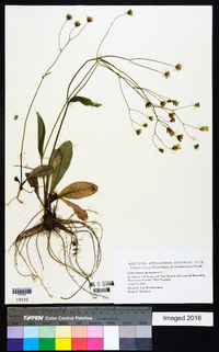 Hieracium venosum image