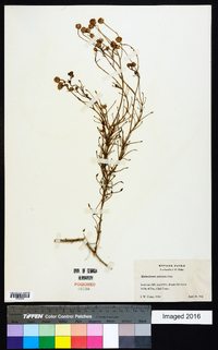 Pleurocoronis pluriseta image