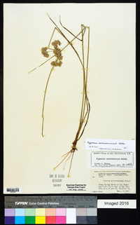 Cyperus surinamensis image