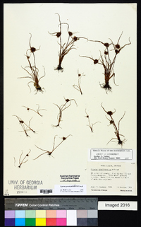 Cyperus granitophilus image