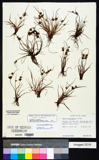 Cyperus granitophilus image