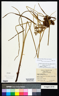 Cyperus virens image