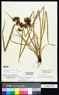 Cyperus virens image