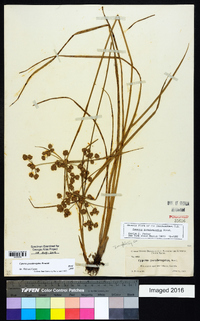 Cyperus pseudovegetus image
