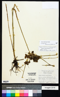 Cyperus pseudovegetus image