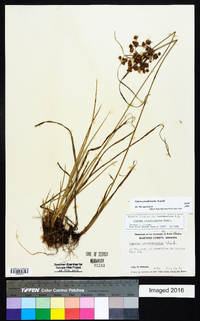 Cyperus pseudovegetus image