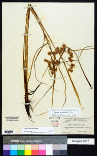 Cyperus pseudovegetus image