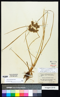 Cyperus pseudovegetus image