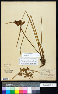 Cyperus pseudovegetus image