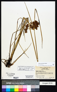 Cyperus pseudovegetus image