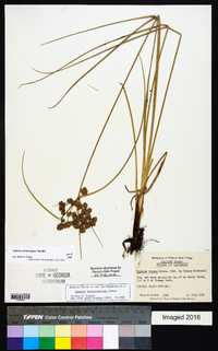 Cyperus pseudovegetus image