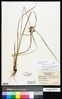 Cyperus pseudovegetus image