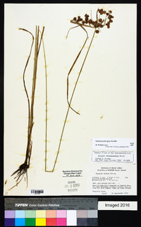 Cyperus pseudovegetus image