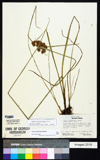 Cyperus pseudovegetus image