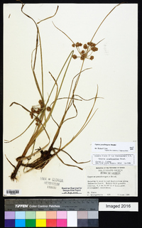 Cyperus pseudovegetus image