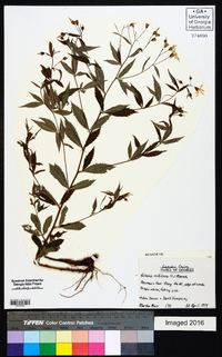 Gillenia trifoliata image