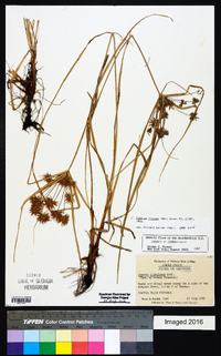 Cyperus croceus image