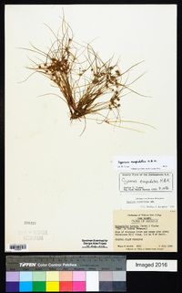 Cyperus cuspidatus image