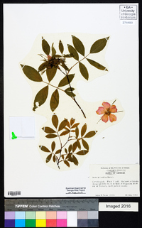 Rosa palustris image