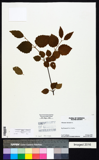 Viburnum dentatum var. dentatum image