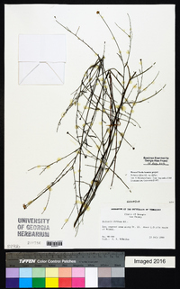 Boltonia diffusa image