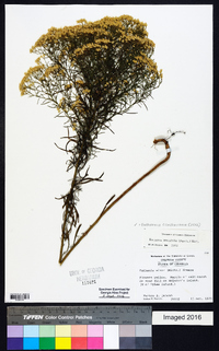 Euthamia caroliniana image