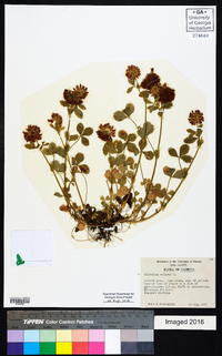 Trifolium reflexum image