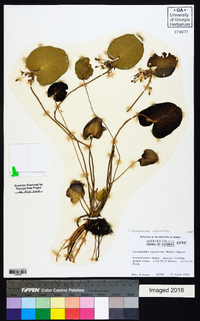 Nymphoides aquatica image