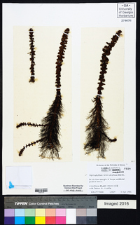 Myriophyllum heterophyllum image