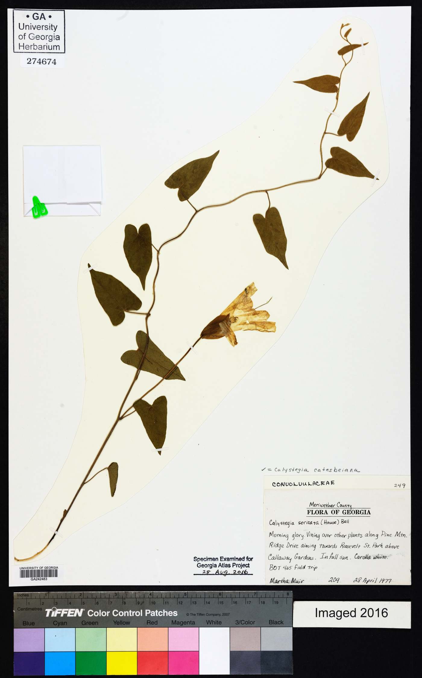 Calystegia catesbeiana image