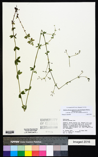 Galium pilosum image